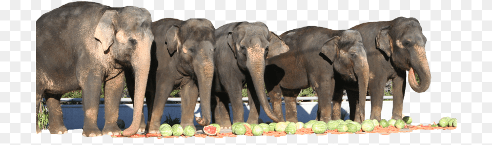 Elephant Videos Have Trunk Will Travel Elephants, Animal, Mammal, Wildlife Free Png Download