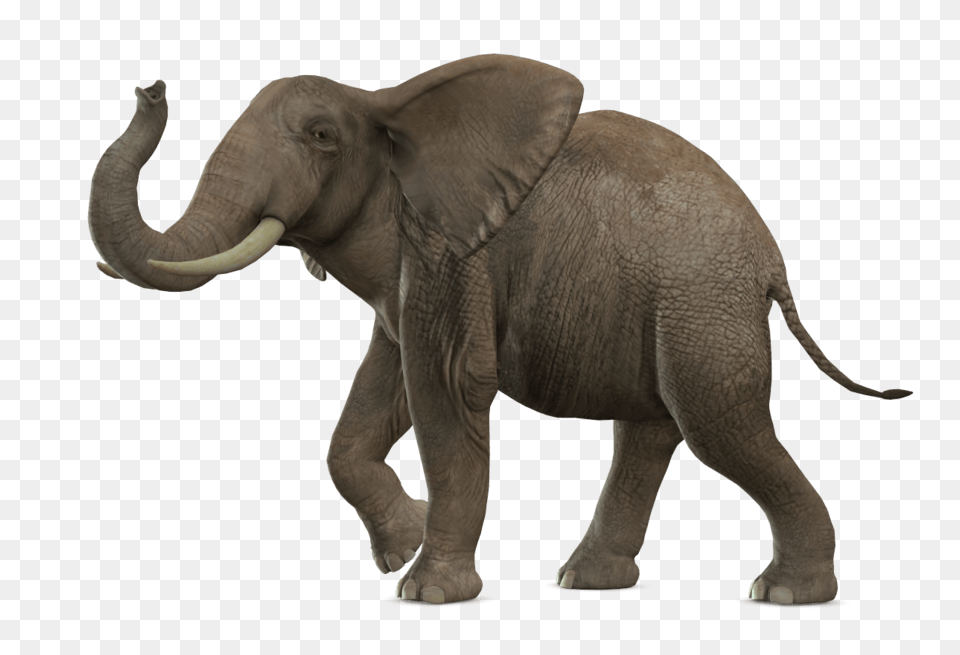 Elephant Walking, Animal, Mammal, Wildlife Png Image