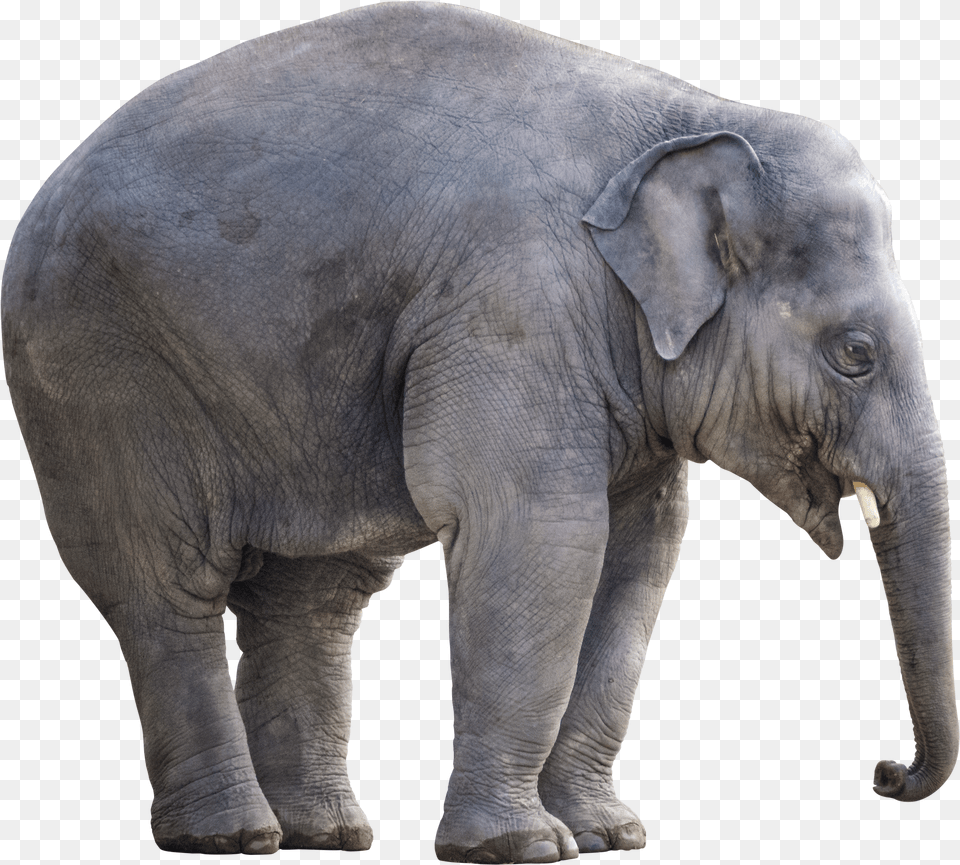 Elephant White Background Isolated Cut Out Giant Big Elephant White Background Png