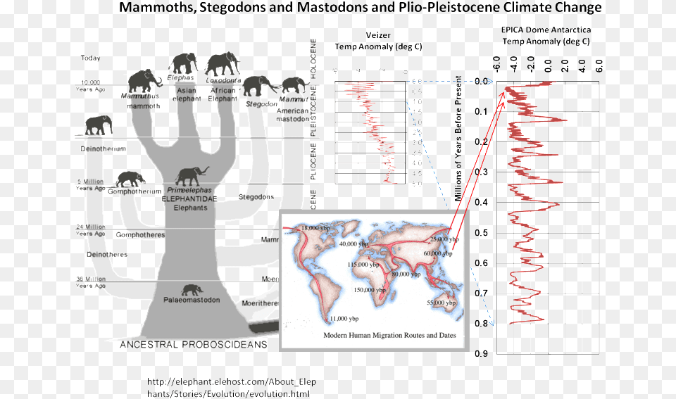 Elephantevolution Elephant Life Cycle Chart, Plot, Chess, Game Free Png Download