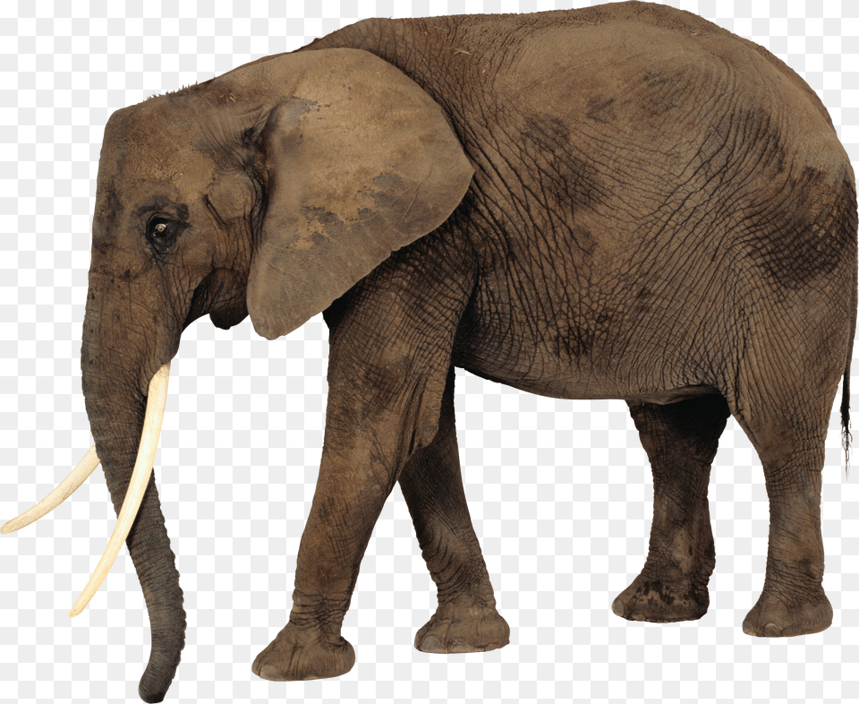 Elephants, Animal, Elephant, Mammal, Wildlife Free Png Download