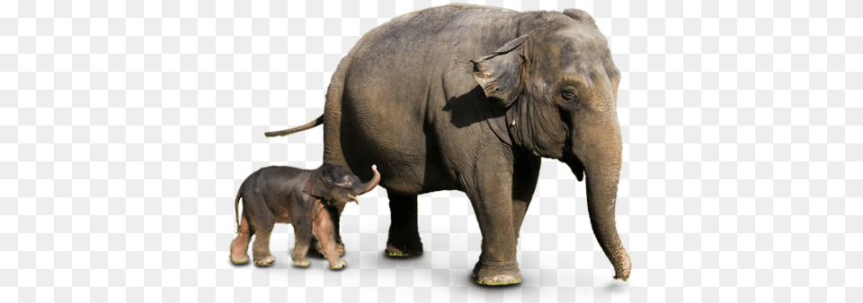 Elephants, Animal, Elephant, Mammal, Wildlife Free Transparent Png