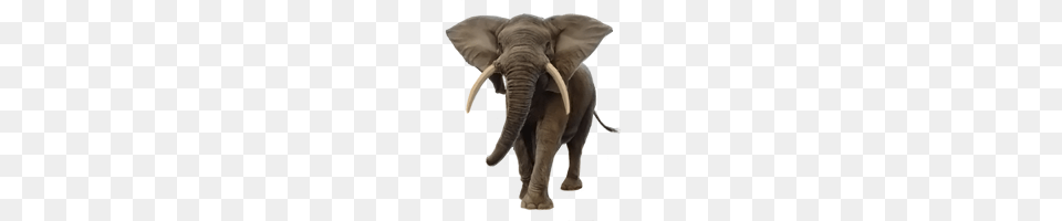 Elephants, Animal, Elephant, Mammal, Wildlife Png Image