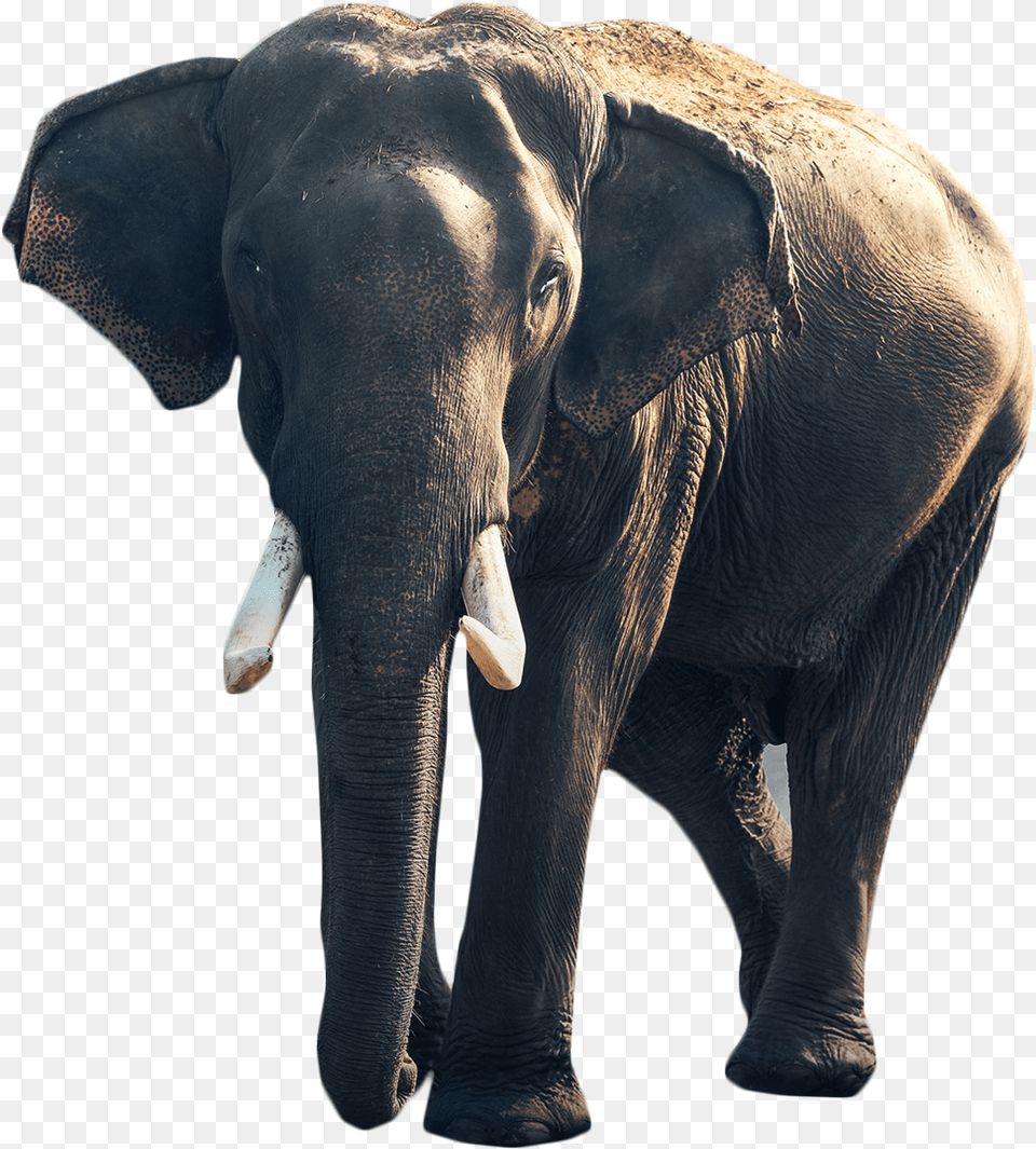 Elephants, Animal, Elephant, Mammal, Wildlife Free Png