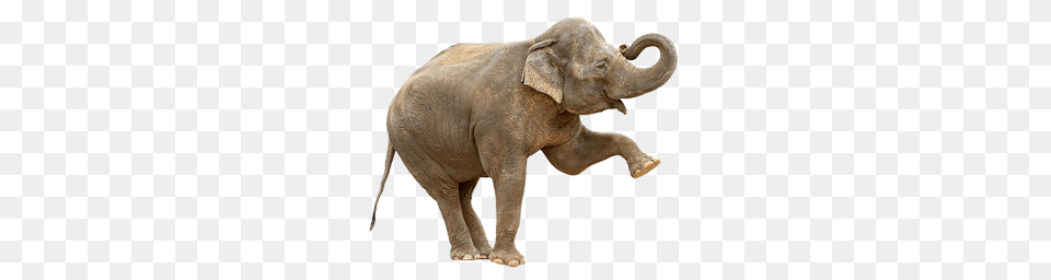 Elephants, Animal, Elephant, Mammal, Wildlife Png Image