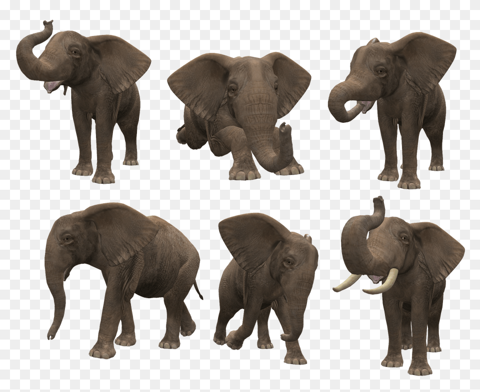 Elephants, Animal, Elephant, Mammal, Wildlife Png