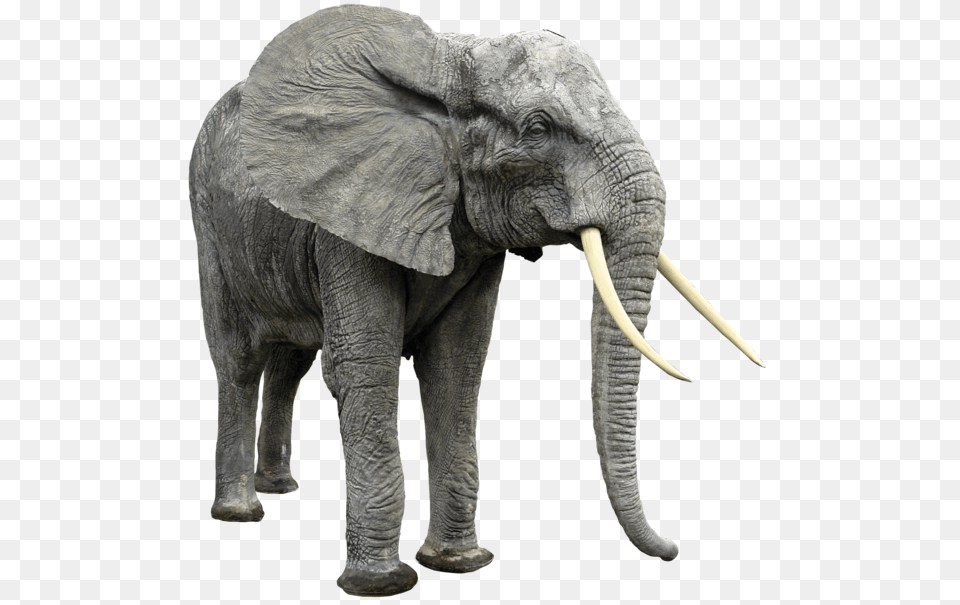 Elephants, Animal, Elephant, Mammal, Wildlife Free Png