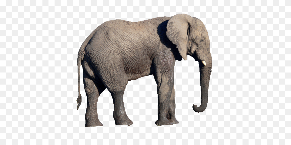 Elephants, Animal, Elephant, Mammal, Wildlife Free Png Download