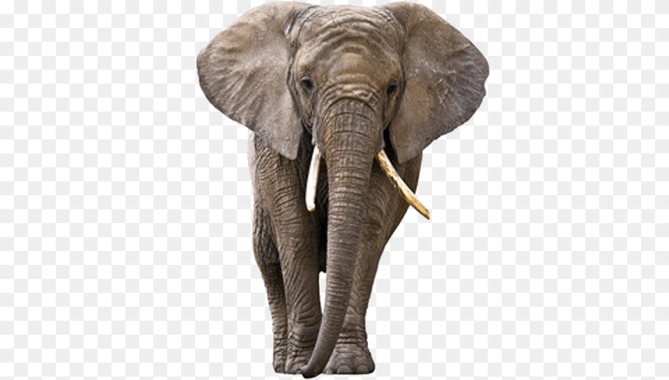 Elephants, Animal, Elephant, Mammal, Wildlife Free Png