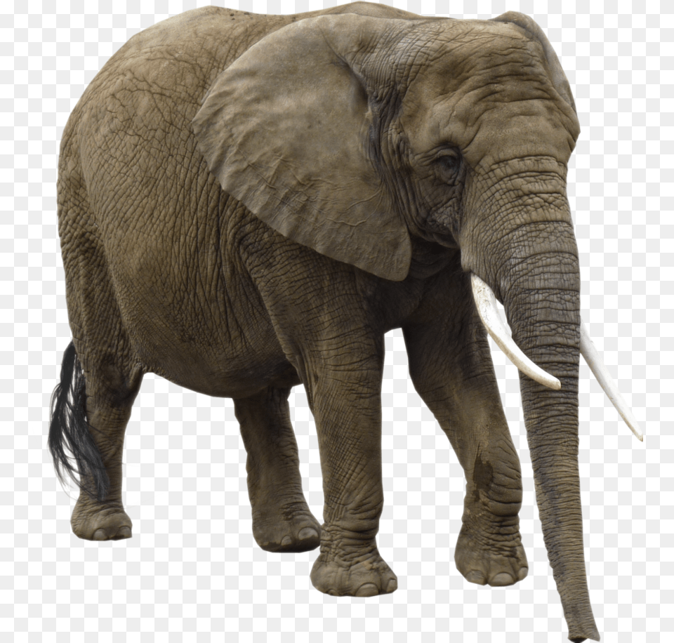 Elephants, Animal, Elephant, Mammal, Wildlife Free Png