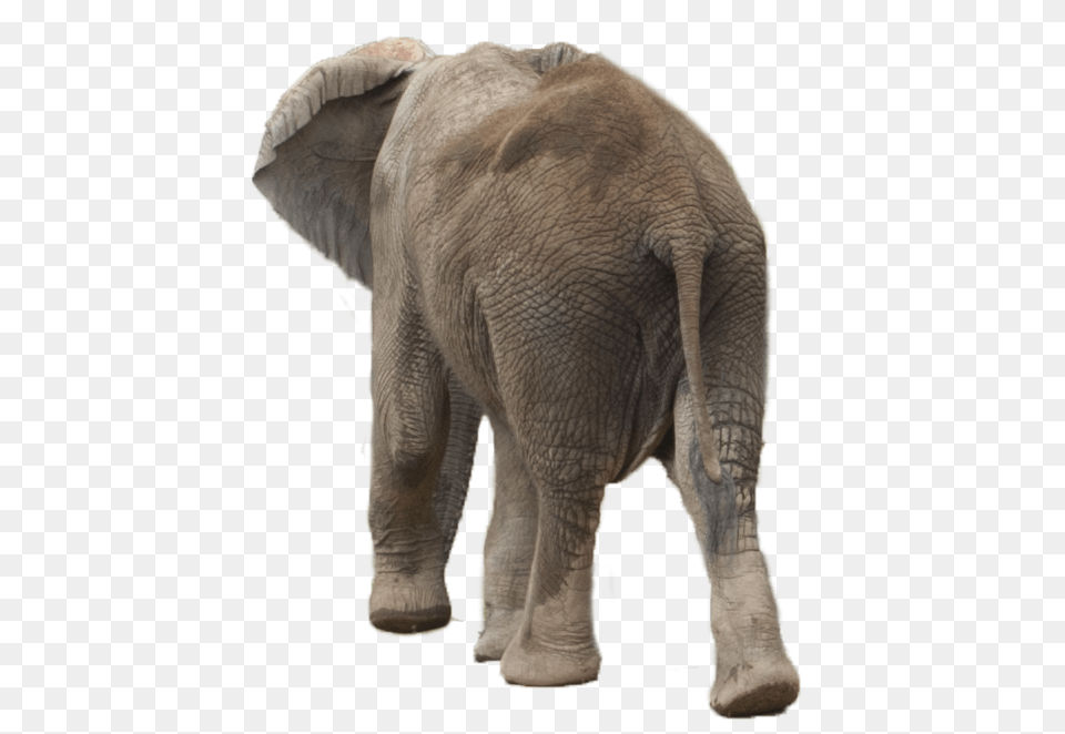 Elephants, Animal, Elephant, Mammal, Wildlife Free Transparent Png