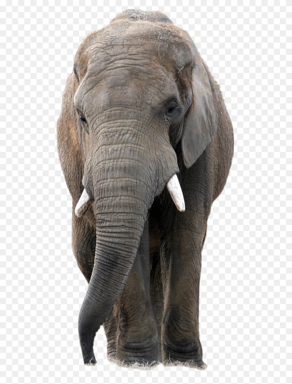 Elephants, Animal, Elephant, Mammal, Wildlife Png Image