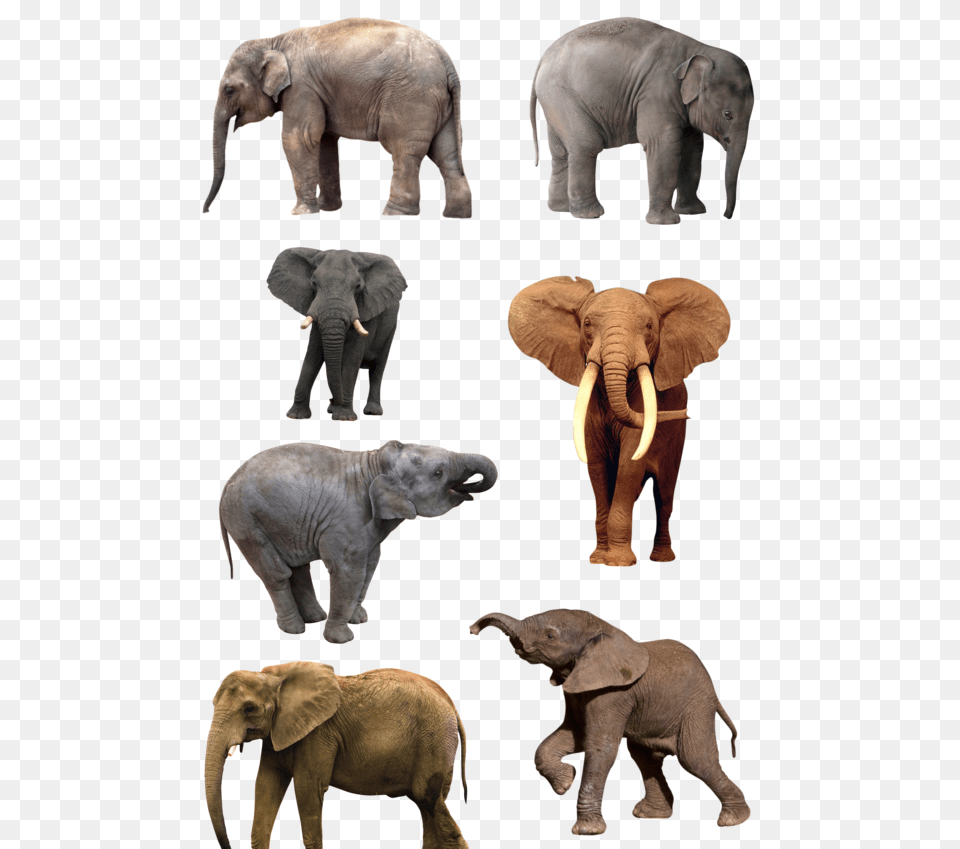 Elephants, Animal, Elephant, Mammal, Wildlife Free Png