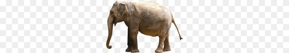 Elephants, Animal, Elephant, Mammal, Wildlife Png Image