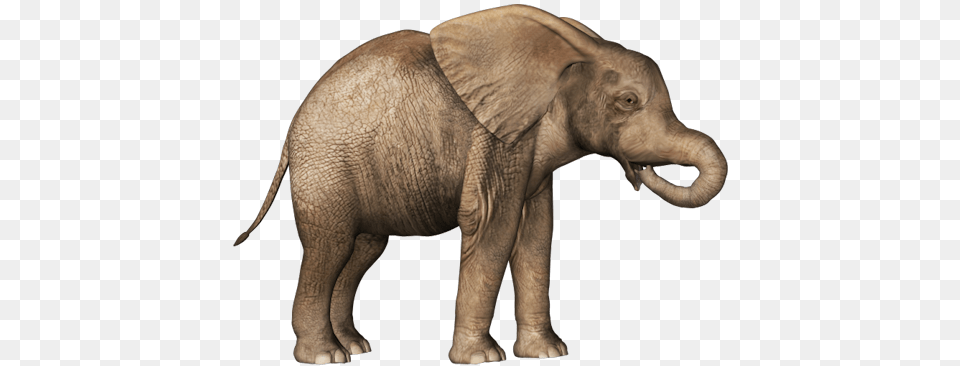 Elephants, Animal, Elephant, Mammal, Wildlife Free Png