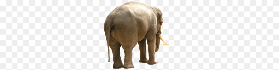 Elephants, Animal, Elephant, Mammal, Wildlife Free Png Download