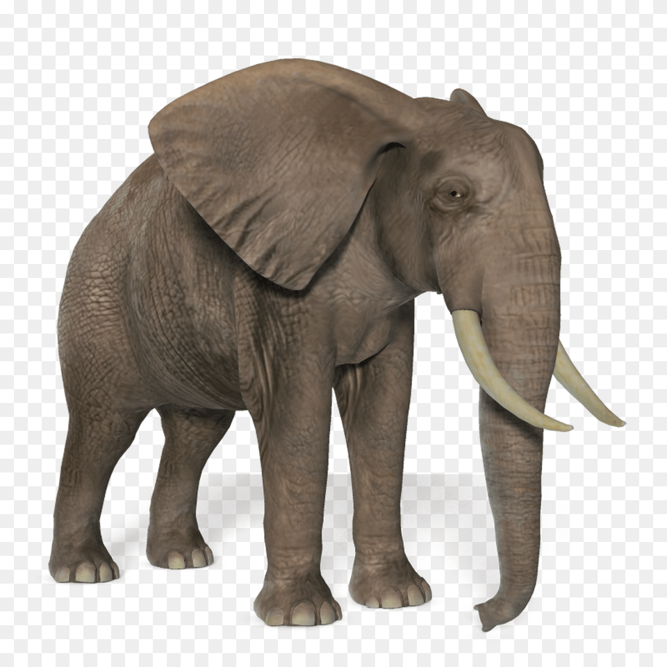 Elephants, Animal, Elephant, Mammal, Wildlife Free Png Download