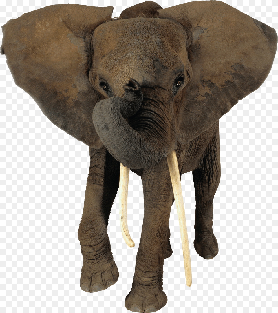 Elephants, Arm, Body Part, Person, Wristwatch Free Png