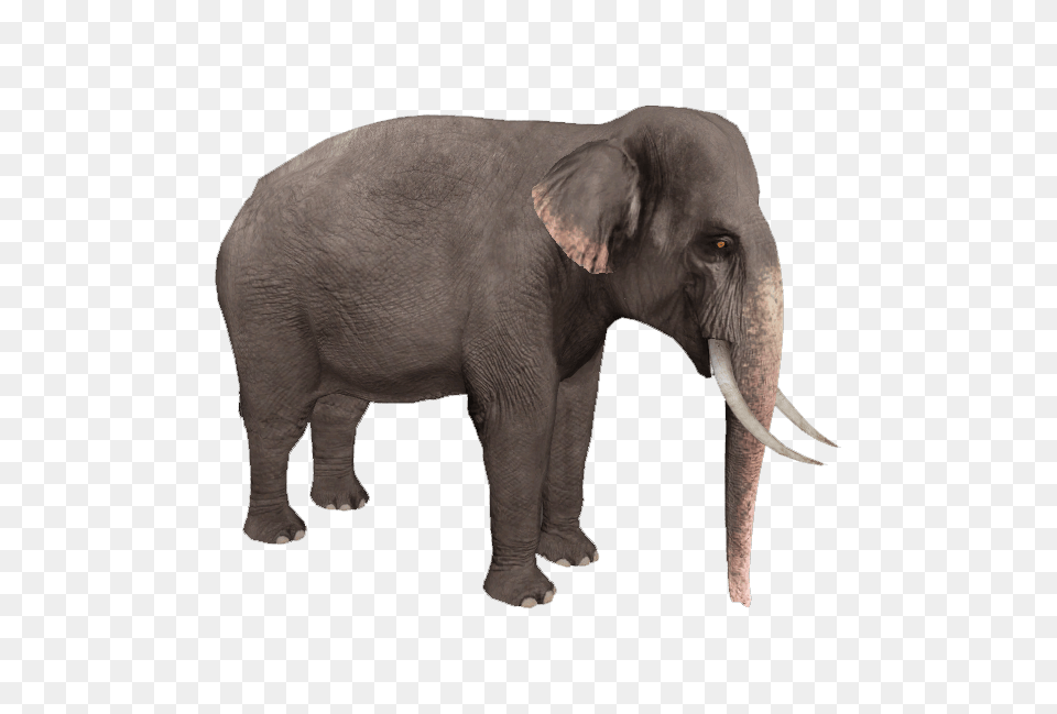 Elephants, Animal, Elephant, Mammal, Wildlife Png