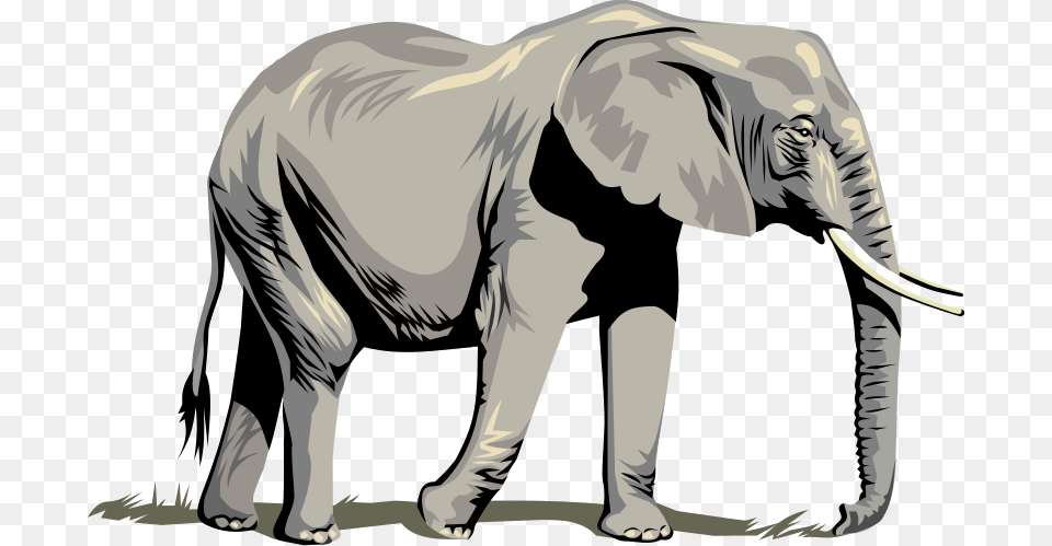 Elephants, Adult, Male, Man, Person Free Png Download