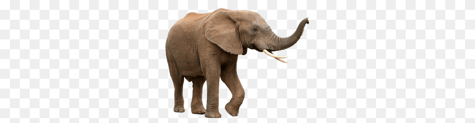 Elephants, Animal, Elephant, Mammal, Wildlife Png Image