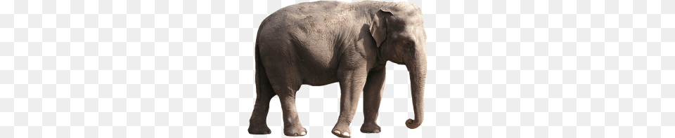 Elephants, Animal, Elephant, Mammal, Wildlife Free Png Download