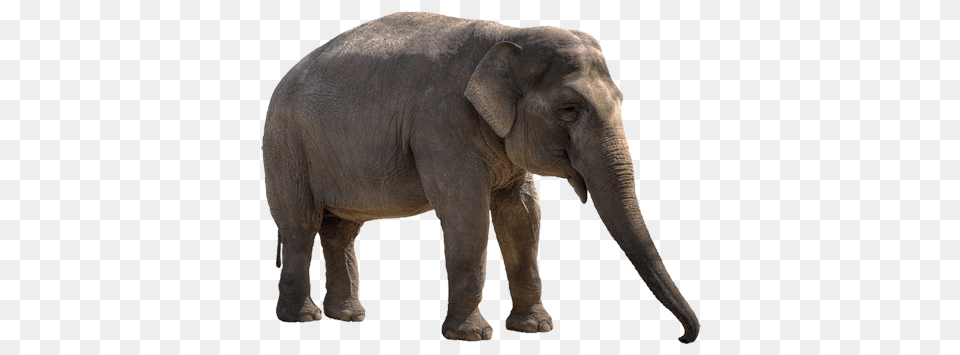 Elephants, Animal, Elephant, Mammal, Wildlife Free Png