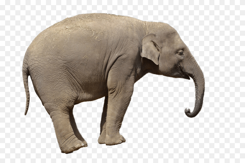 Elephants, Animal, Elephant, Mammal, Wildlife Png Image