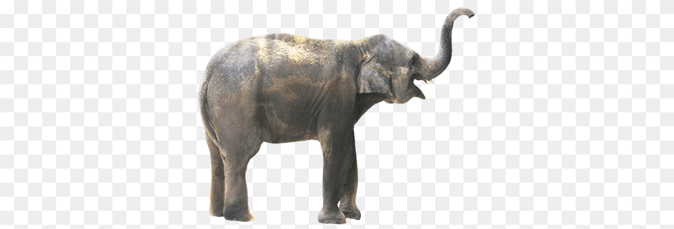 Elephants, Animal, Elephant, Mammal, Wildlife Png