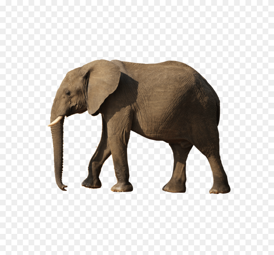 Elephants, Animal, Elephant, Mammal, Wildlife Free Png Download