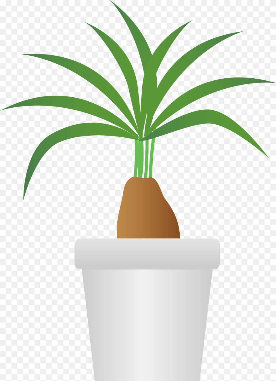 Elephants Foot Ponytail Palm Clipart, Planter, Pottery, Potted Plant, Vase Free Png Download