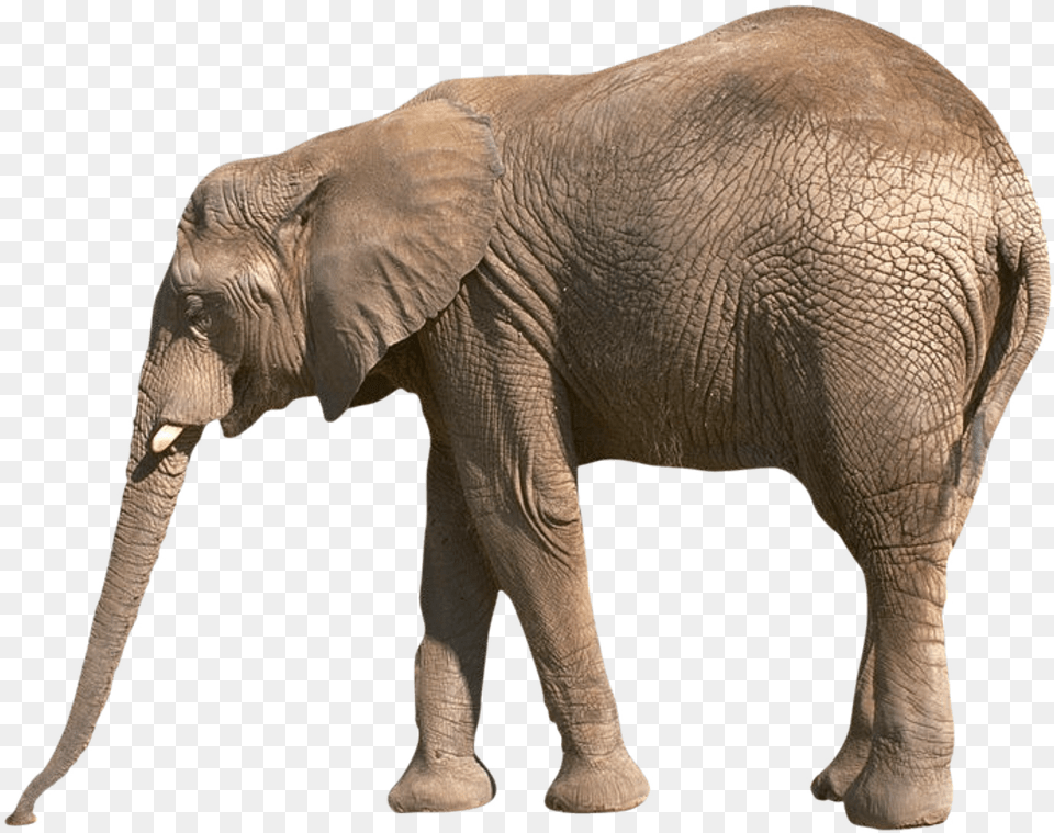 Elephants Free Download Elefant, Animal, Elephant, Mammal, Wildlife Png