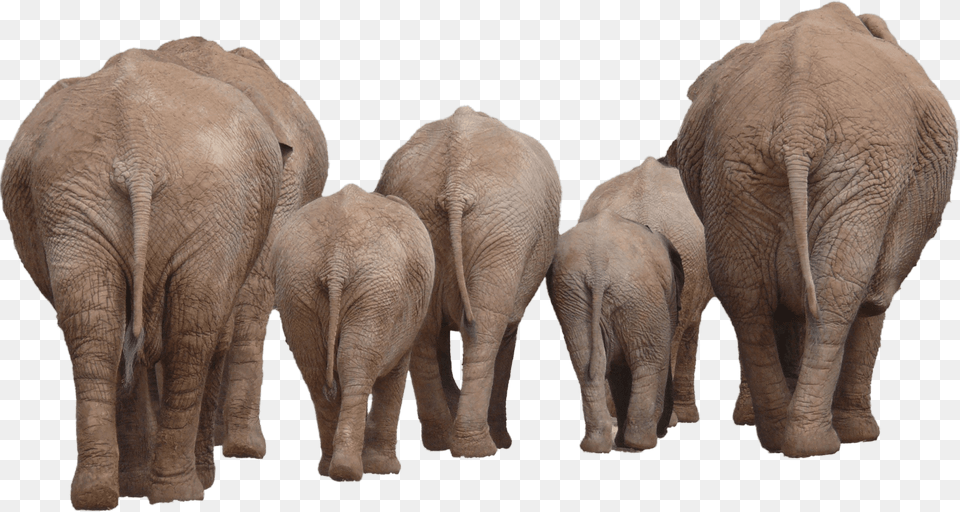 Elephants Group Back Transparent Elephant Group, Animal, Mammal, Wildlife Free Png Download