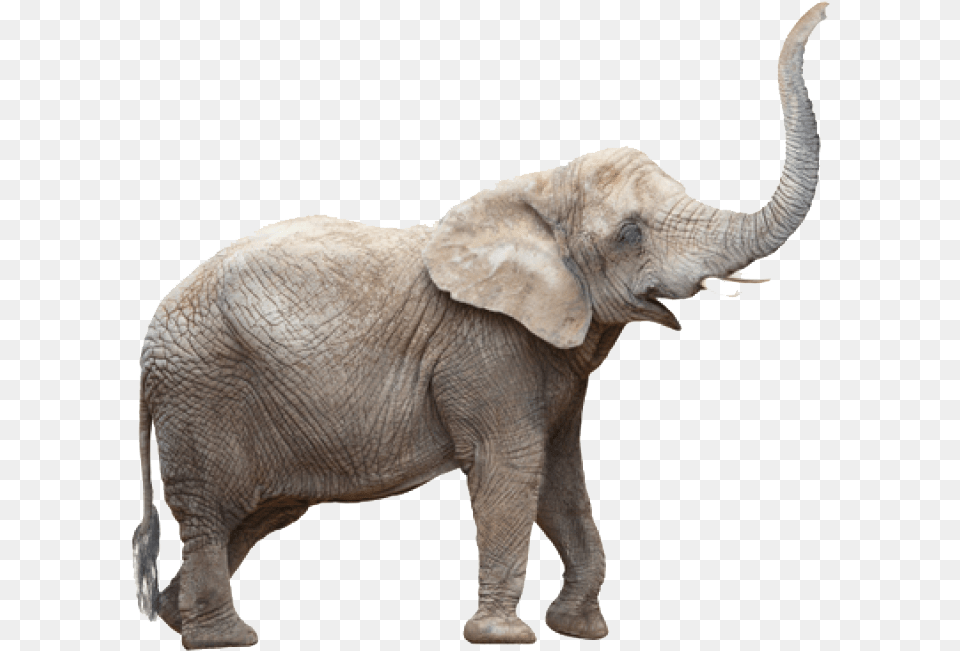 Elephants Photo, Animal, Elephant, Mammal, Wildlife Free Png Download