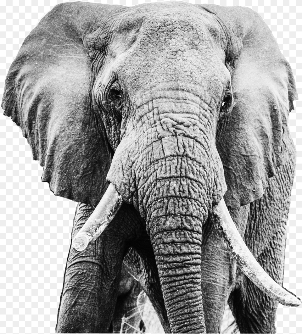 Elephants Photo Background, Animal, Elephant, Mammal, Wildlife Png
