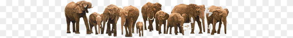 Elephants Simon Combes Heavy Drinkers Giclee On Canvas, Animal, Herd, Elephant, Mammal Free Png Download