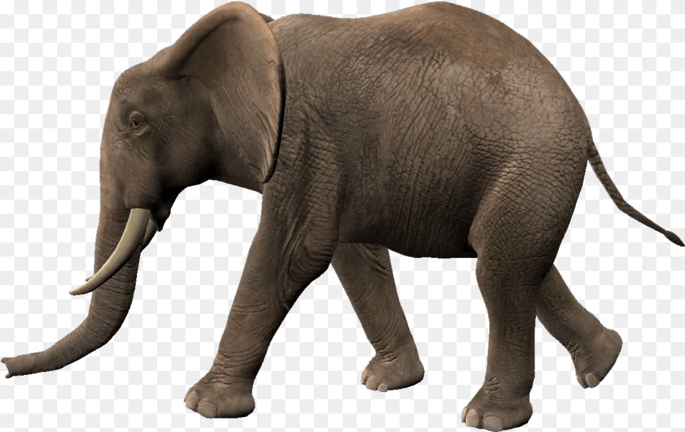Elephants Transparent Elephant Walking Animation, Animal, Mammal, Wildlife Png Image