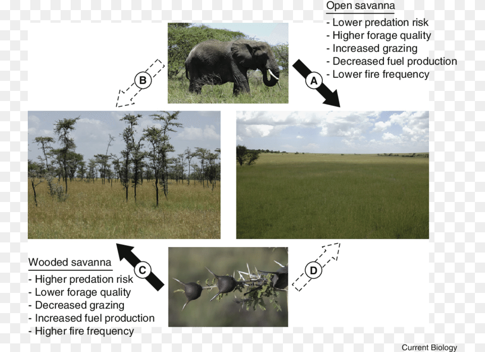 Elephants Typically Exert Strong Top Down Control Of Savanna, Field, Grassland, Outdoors, Nature Free Png