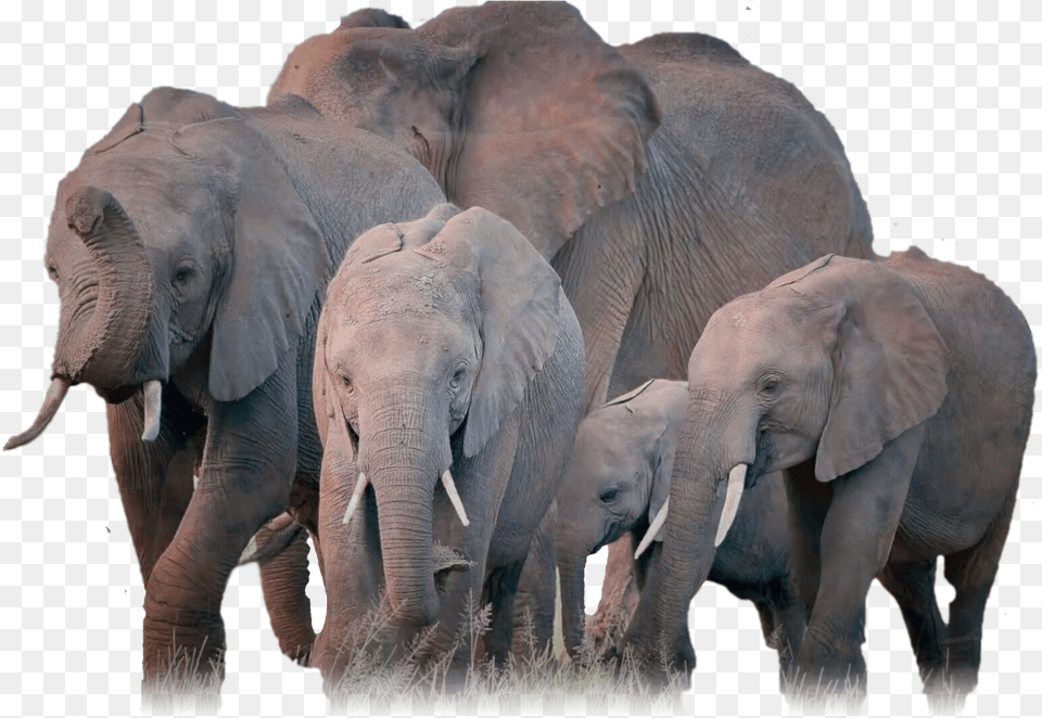 Elephants V, Animal, Elephant, Mammal, Wildlife Png Image