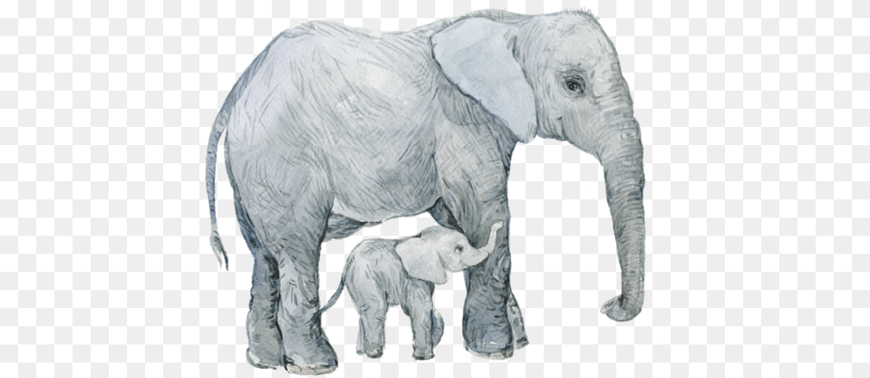 Elephants Water Color Zoo Animals, Animal, Elephant, Mammal, Wildlife Free Png Download