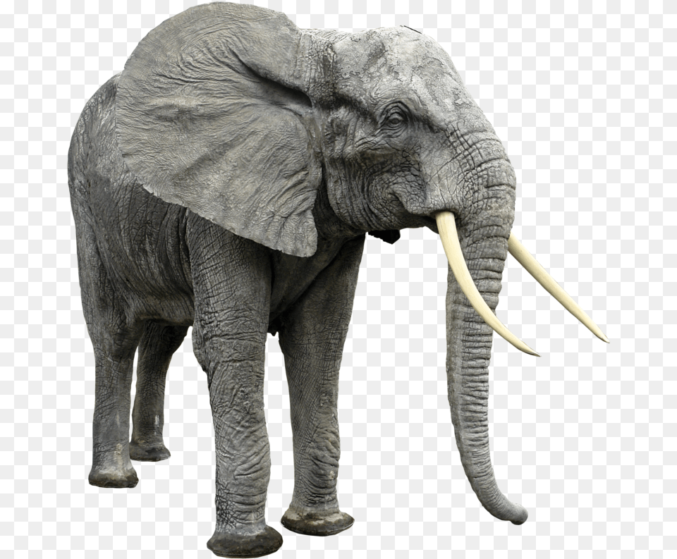 Elephants Without Background African Animals, Animal, Elephant, Mammal, Wildlife Free Png
