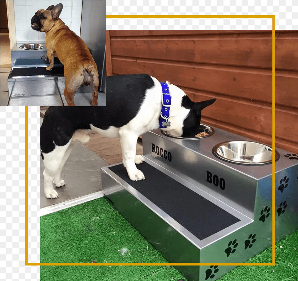 Elevated Dog Bowls French Bulldog Elevated Feeding, Animal, Pet, Mammal, Canine Free Transparent Png