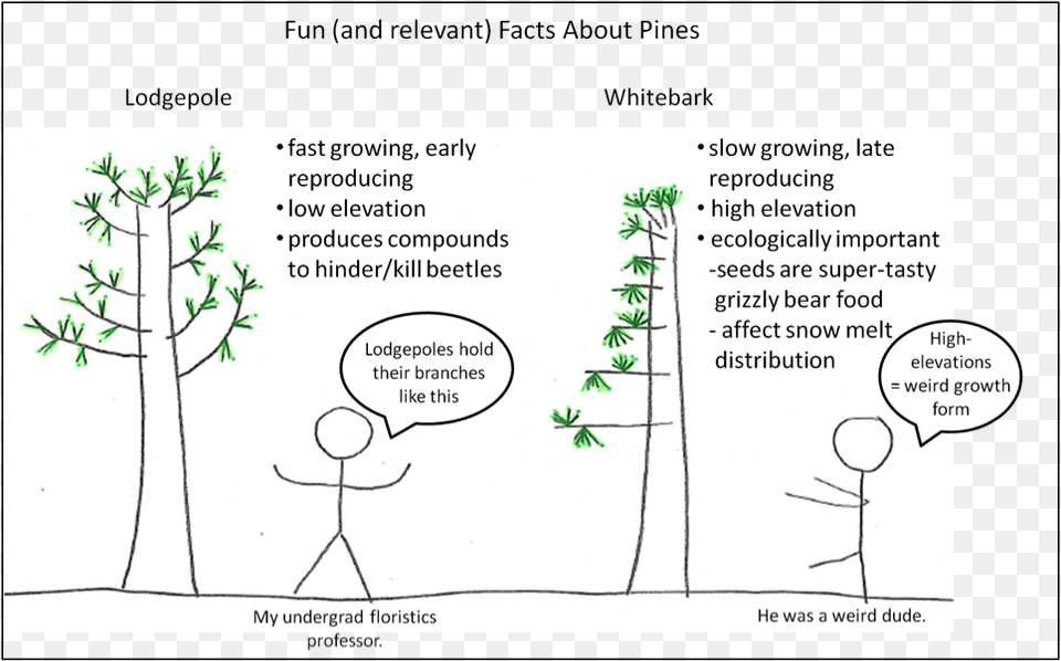 Elevation And Started Attacking Whitebark Pines The Cartoon, Plant, Vegetation, Person, Diagram Free Transparent Png