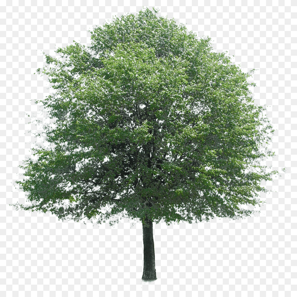 Elevation Clipart Trees For Photoshop, Maple, Oak, Plant, Sycamore Png Image