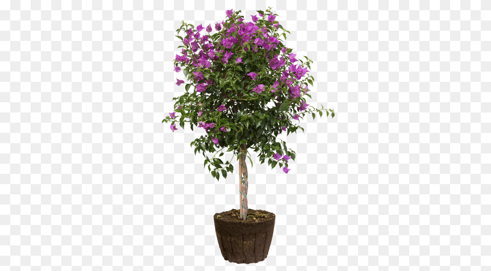 Elho Bougainvillea, Flower, Geranium, Plant, Potted Plant Free Png Download