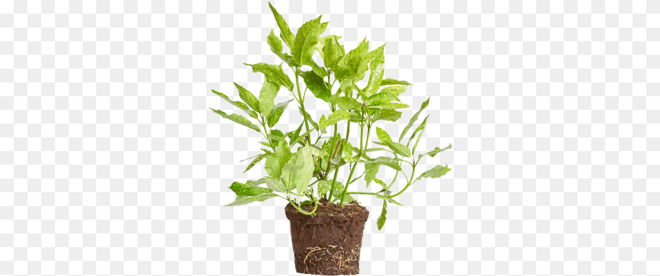 Elho Flowerpot, Herbal, Herbs, Leaf, Potted Plant Png