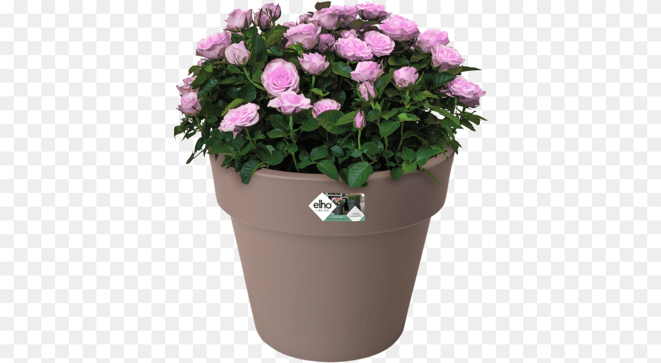 Elho Green Basics Top Planter, Plant, Flower, Flower Arrangement, Flower Bouquet Png Image