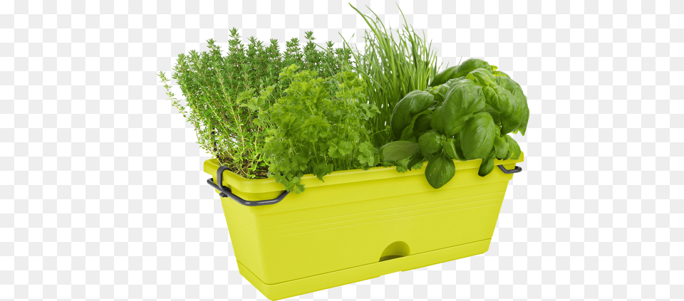 Elho Green Basics Trough Mini, Herbal, Herbs, Plant, Potted Plant Png