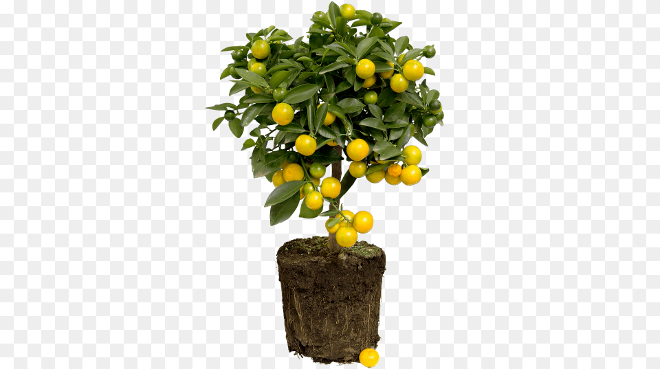 Elho Lemon Tree, Citrus Fruit, Food, Fruit, Produce Png Image
