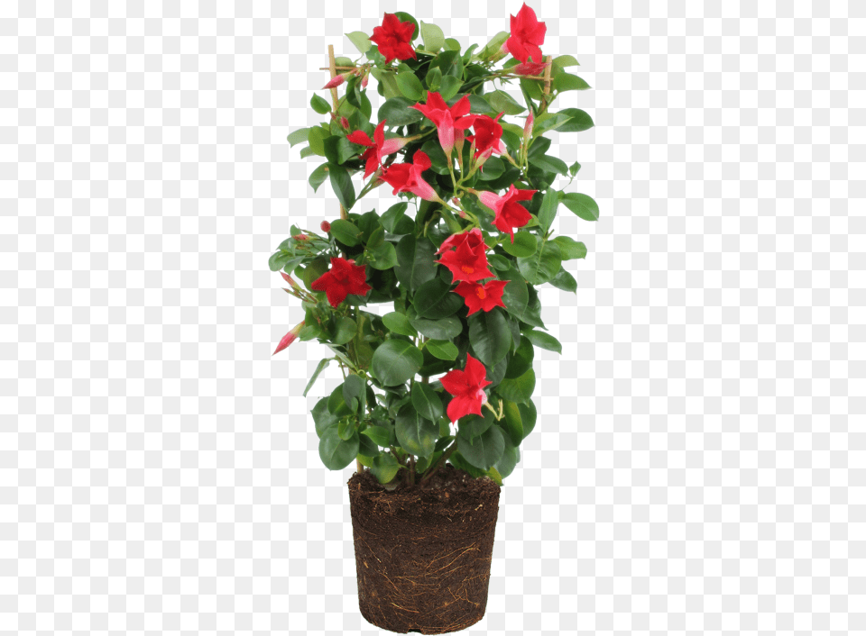 Elho Mandevilla Rocktrumpet Rocktrumpet, Flower, Flower Arrangement, Geranium, Plant Png